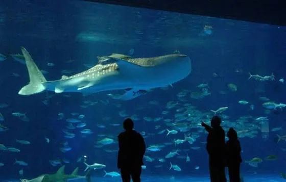 いおワールドかごしま水族館ガイド|料金・所要時間・見どころまとめ