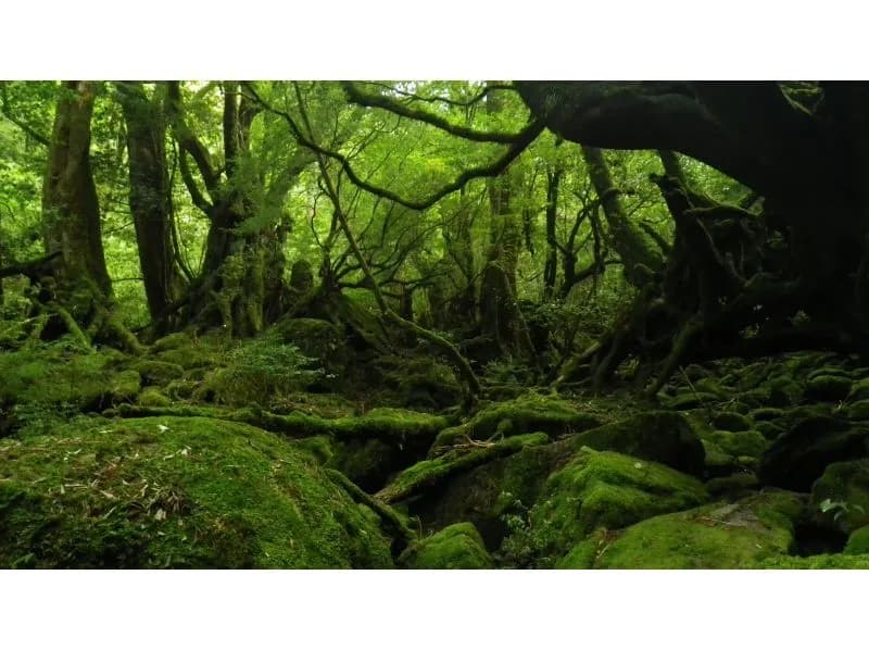 白谷雲水峡ハイキングガイド|もののけの森を歩く初心者向けコース